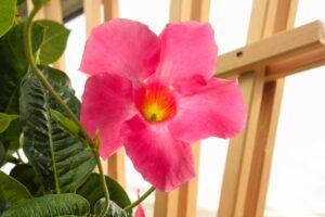 Cura della Dipladenia