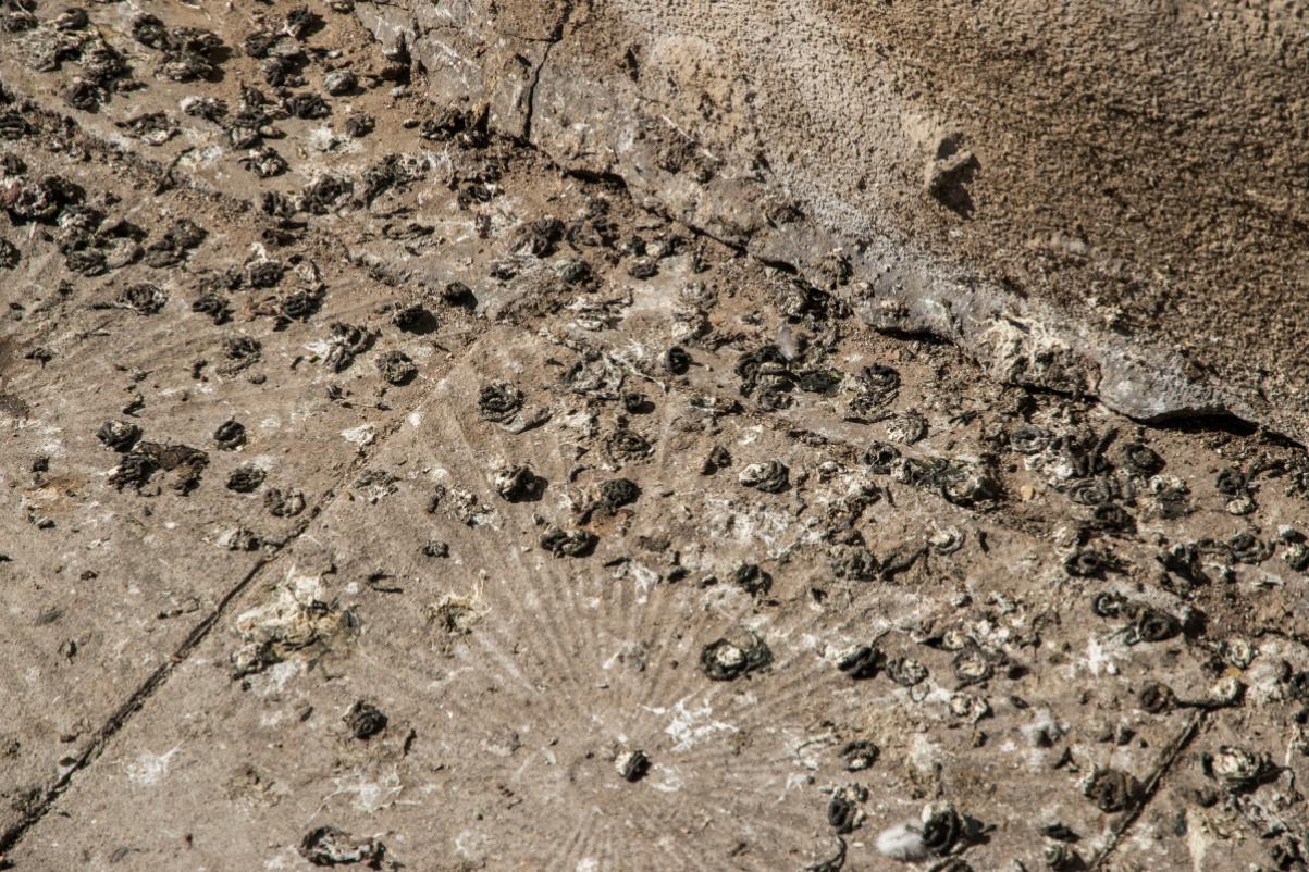 Come eliminare in maniera de tutto naturale il letame dei piccioni