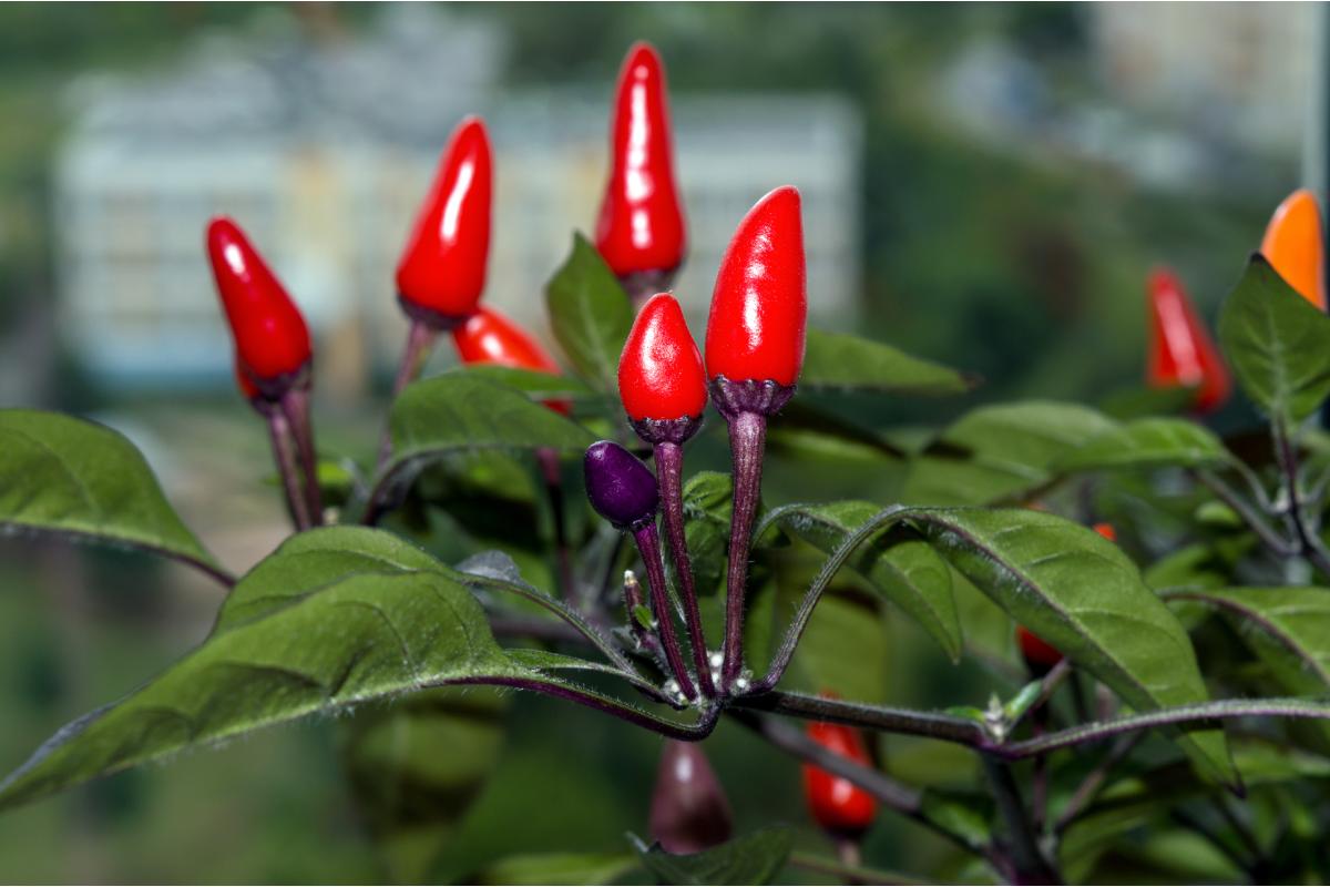 Peperoncino ornamentale in vaso