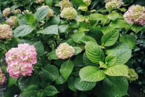 Perchè le foglie delle ortensie diventano gialle