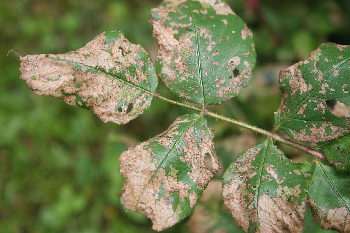 Malattie delle foglie delle rose