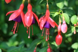 Cura della Fucsia