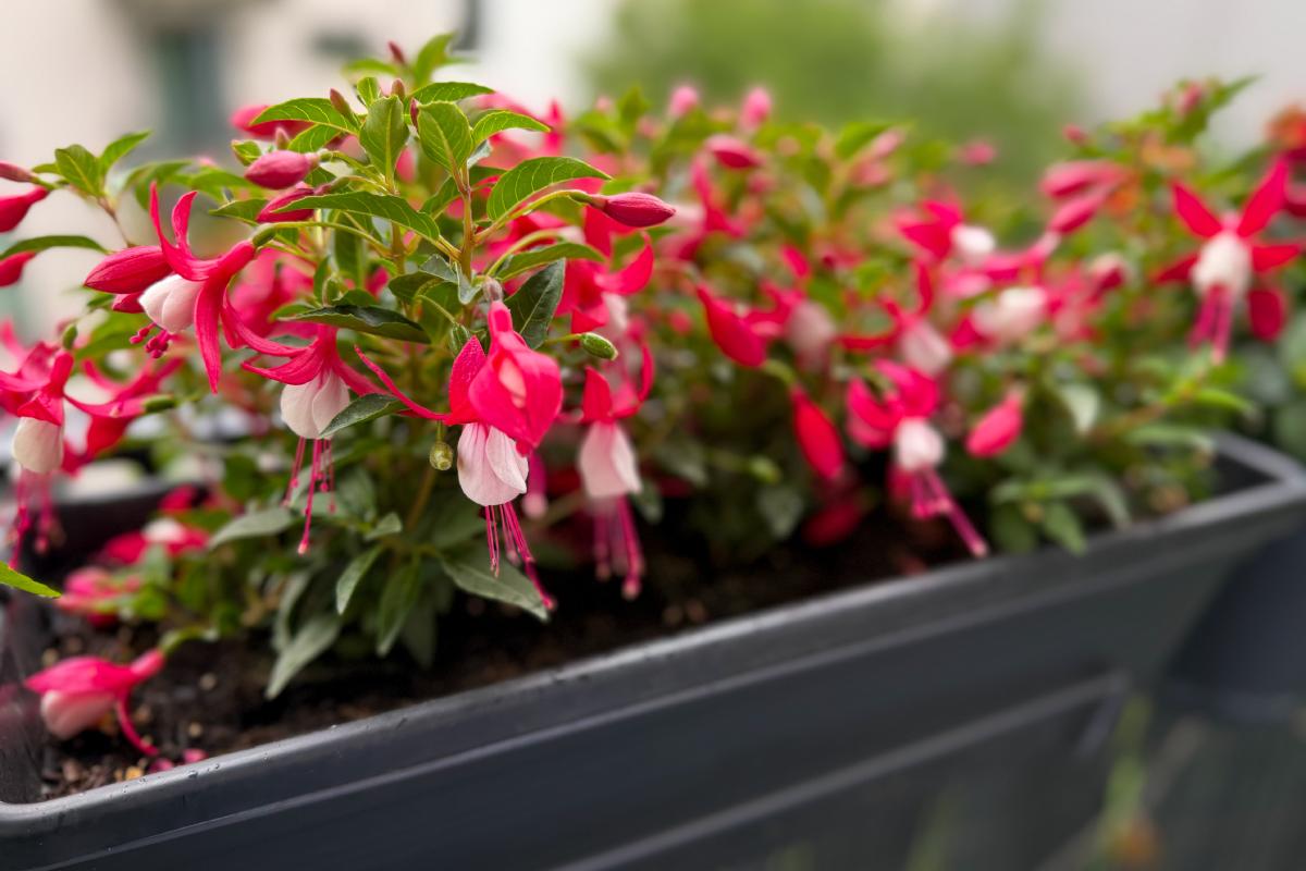 La cura della fucsia come fanno i vivaisti