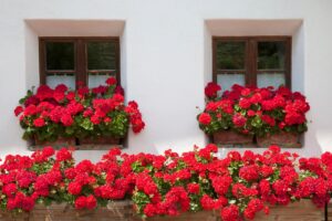 Far fiorire i gerani con un metodo naturale