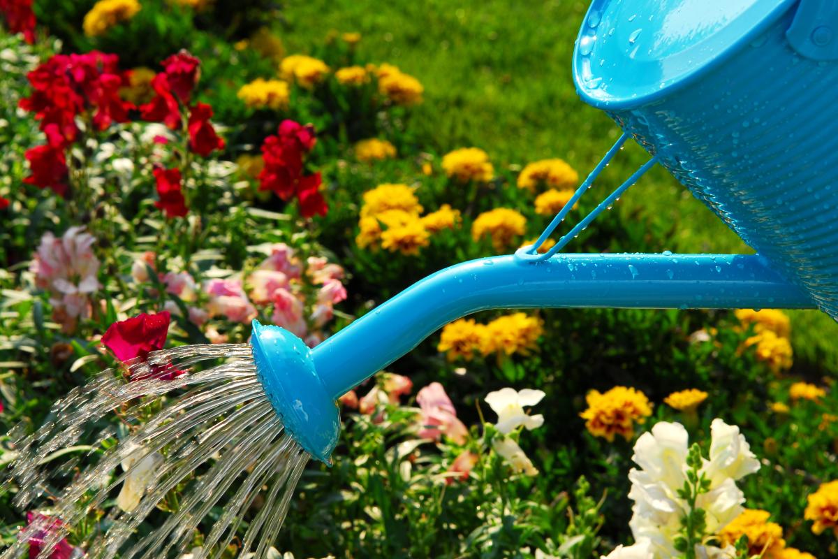 Fiori da piantare a giugno per aule fiorite in estate