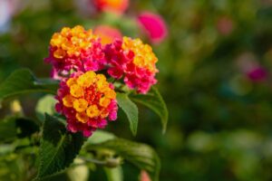 Cura della lantana