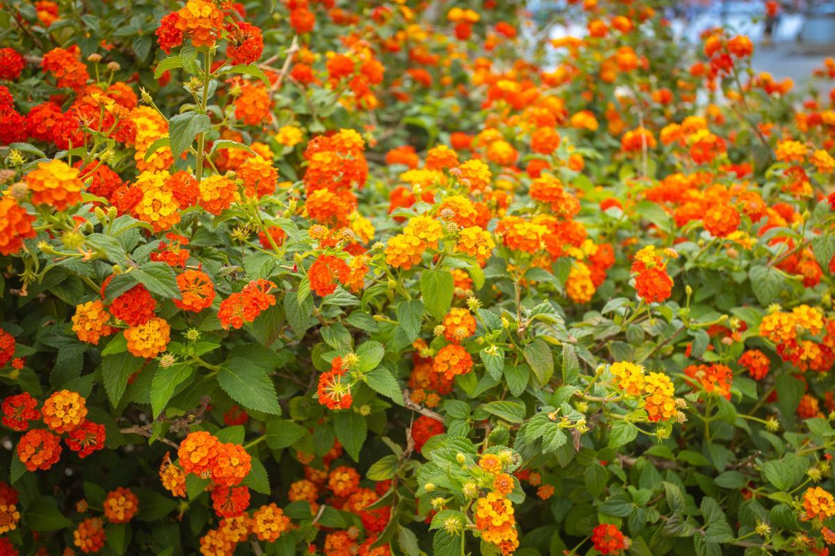 Far fiorire la lantana in estate