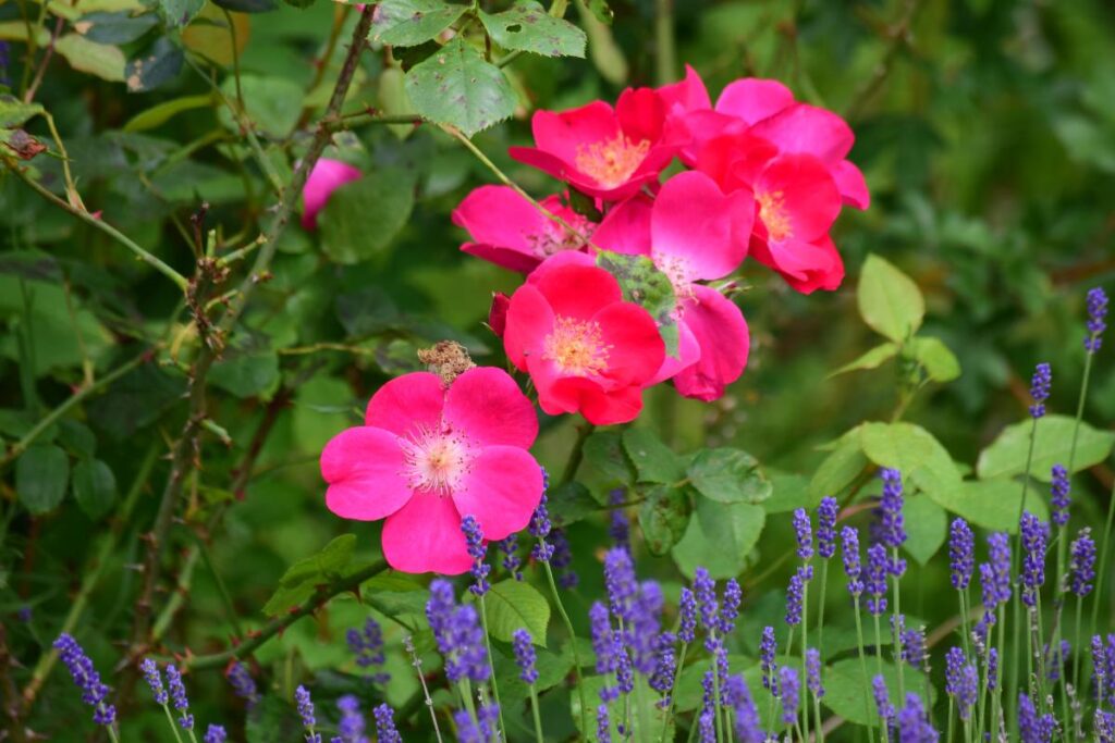 Un giardino che profuma di bella stagione