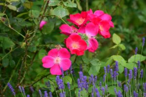 Un giardino che profuma di bella stagione