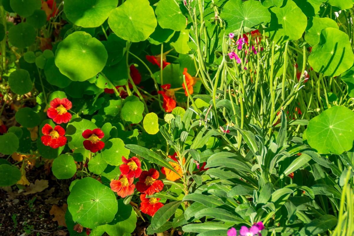 Fiori che in 3 settimane sbocciano