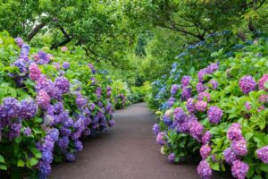 Il massimo splendore delle ortensie