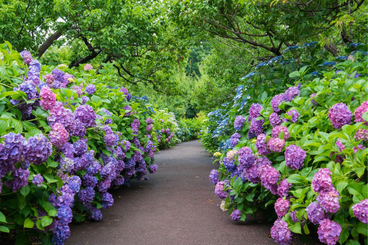 Il massimo splendore delle ortensie