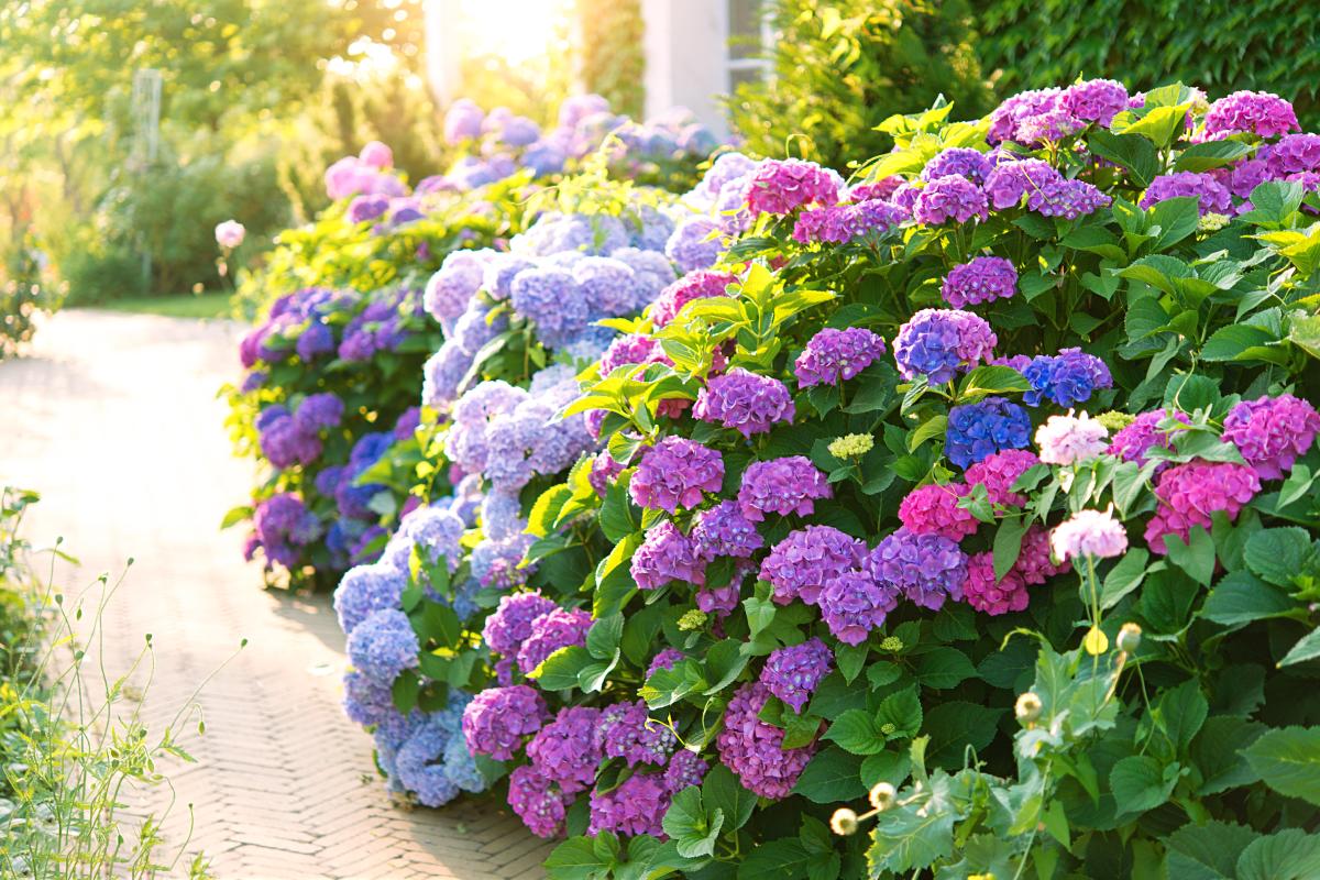 Ecco come far esplodere le fioriture delle ortensie con i concimi giusti