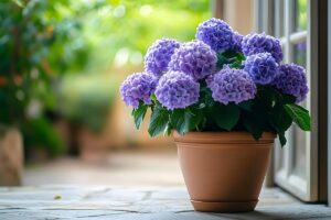 Ecco come mantenere le ortensie colorate fino all'autunno