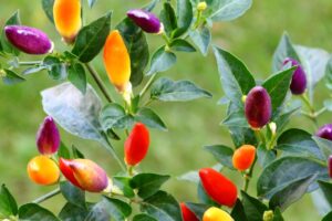 Coltivazione del peperoncino ornamentale