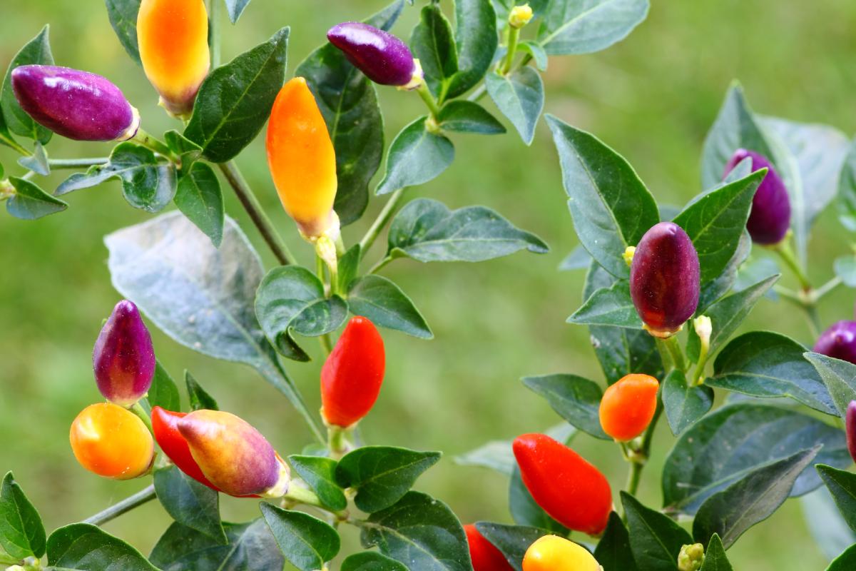 Coltivazione del peperoncino ornamentale