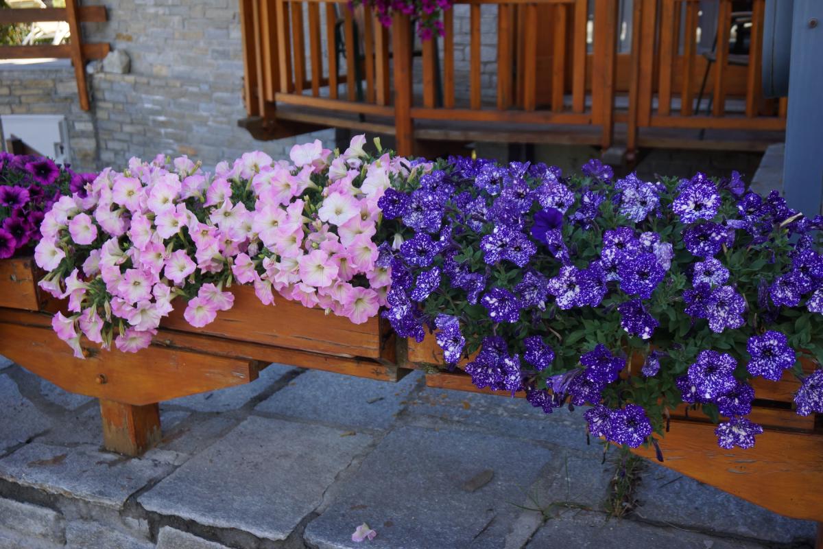 Tipologie di vasi e fioriere per fiori splendidi