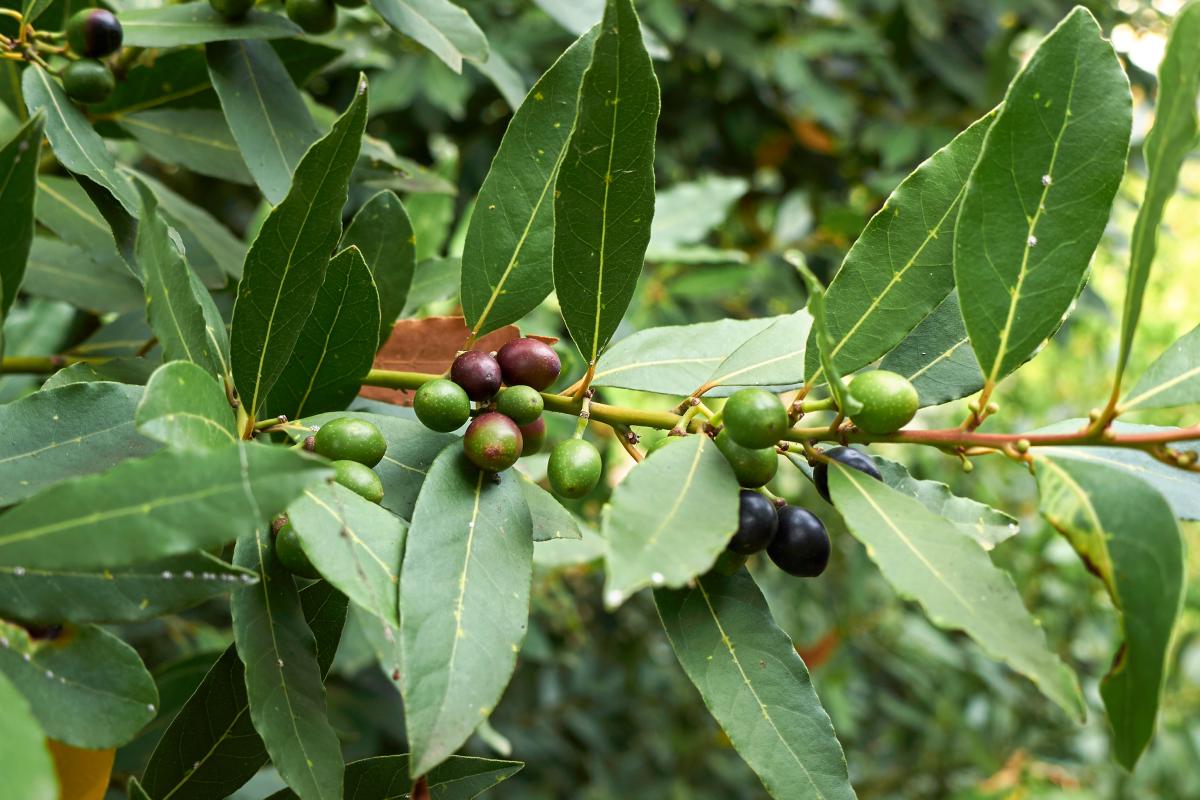 Curare l'alloro senza pesticidi