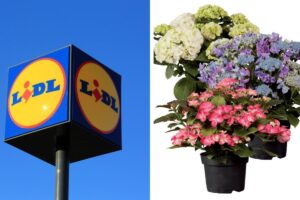 Le piante Lidl della settimana e come valorizzarle in casa