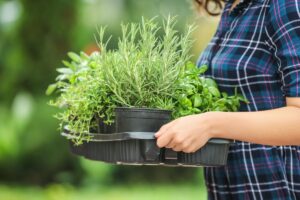 Trapiantare la piante aromatiche