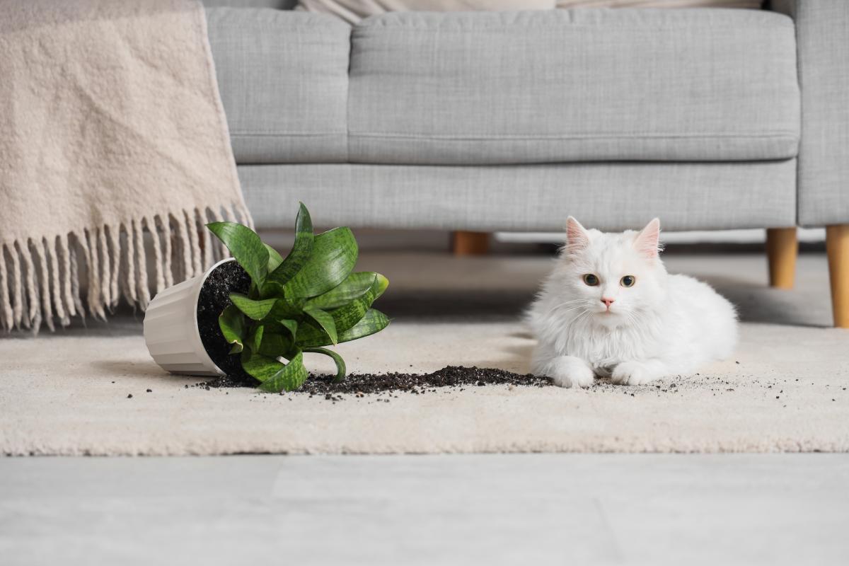 Le piante sicure per gli animali