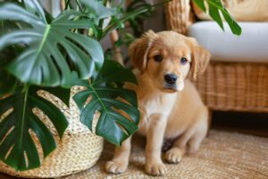 Le piante migliori per chi ha animali in casa