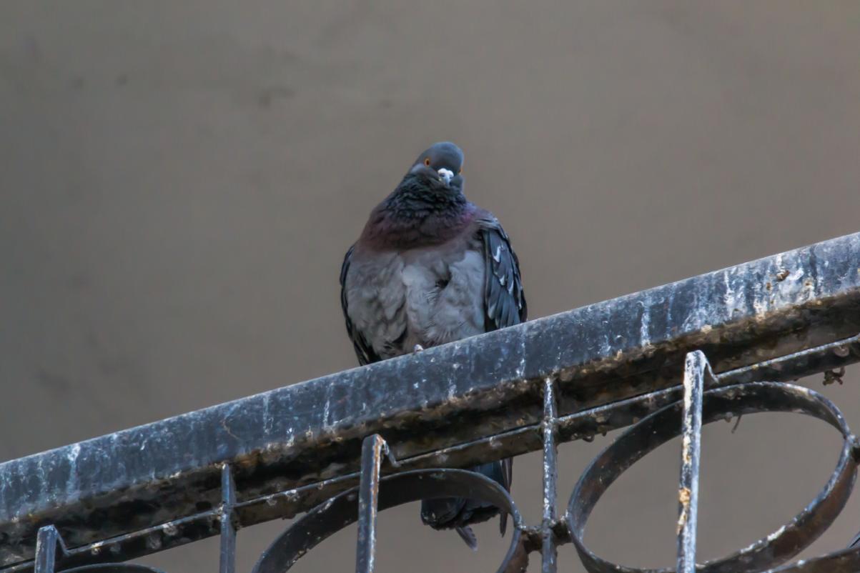 Come eliminare gli escrementi di piccione dal balcone