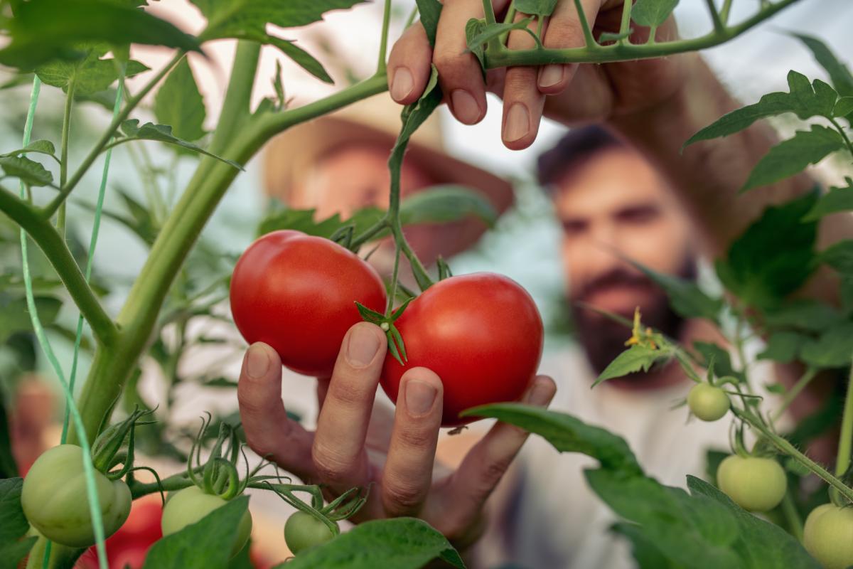 Trapianto piante pomodori