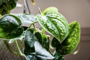 Rinvasare il pothos