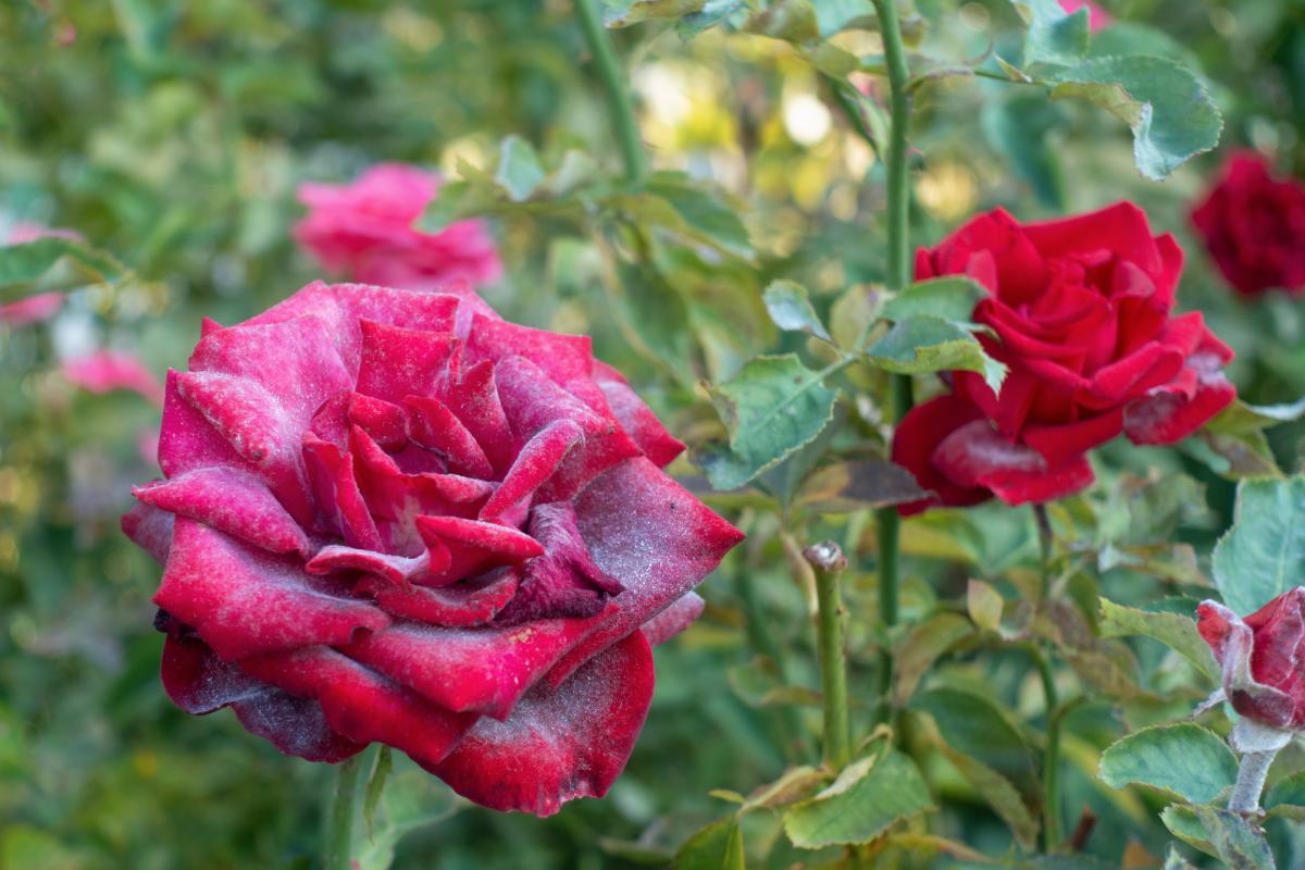 Macchie bianche sulle rose