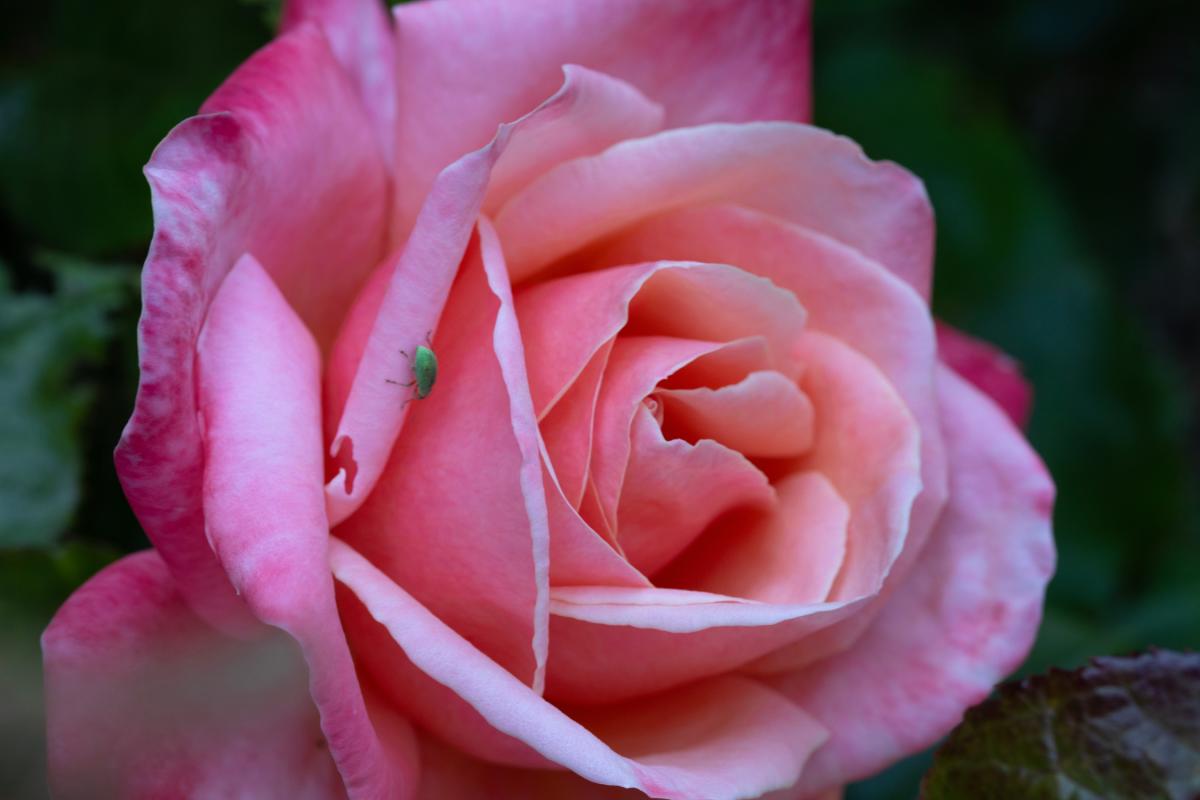 Macchie bianche sulle rose: umidita?