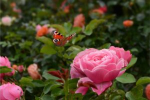 Ecco come profumare le rose naturalmente