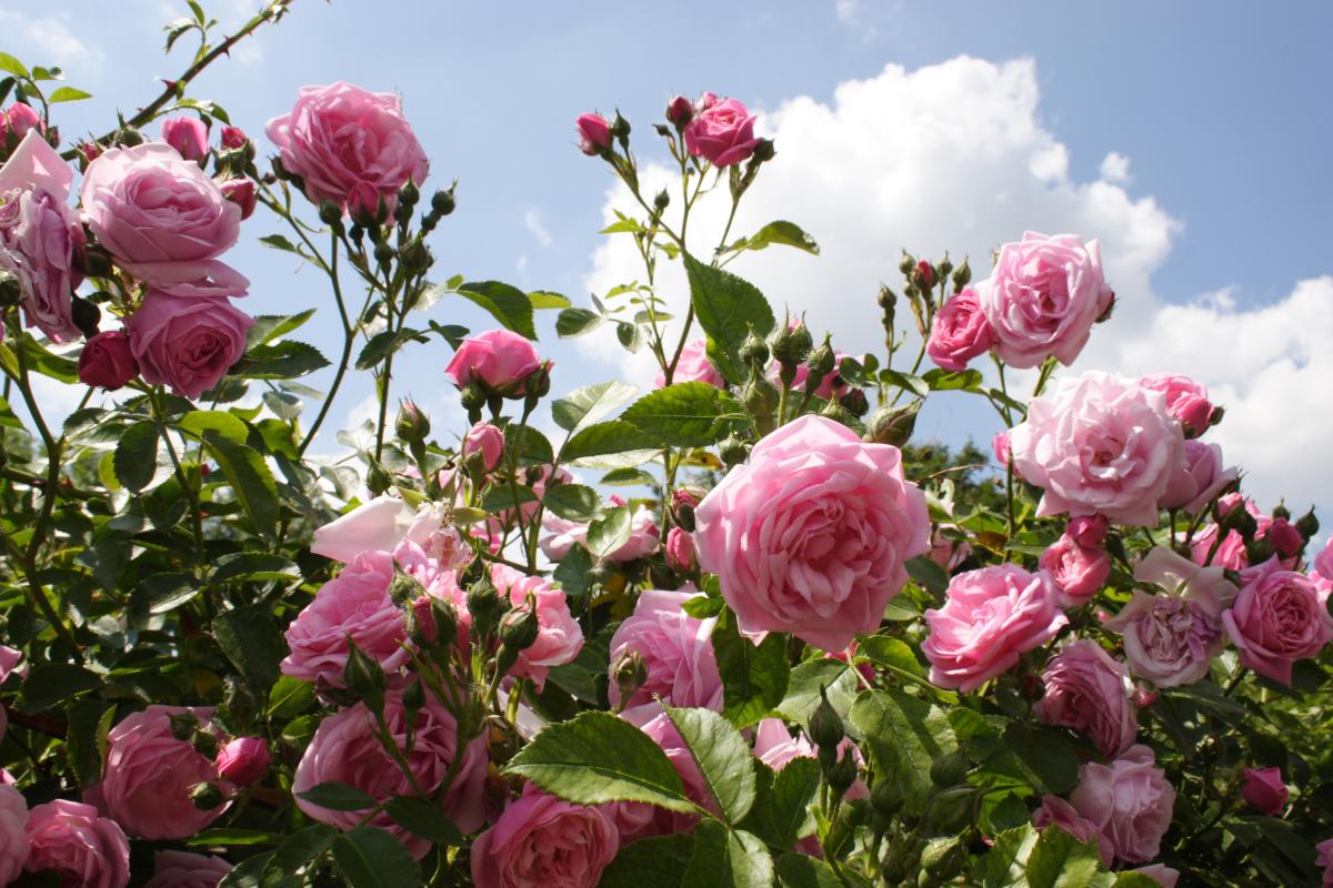 Quali sono i problemi delle foglie delle rose