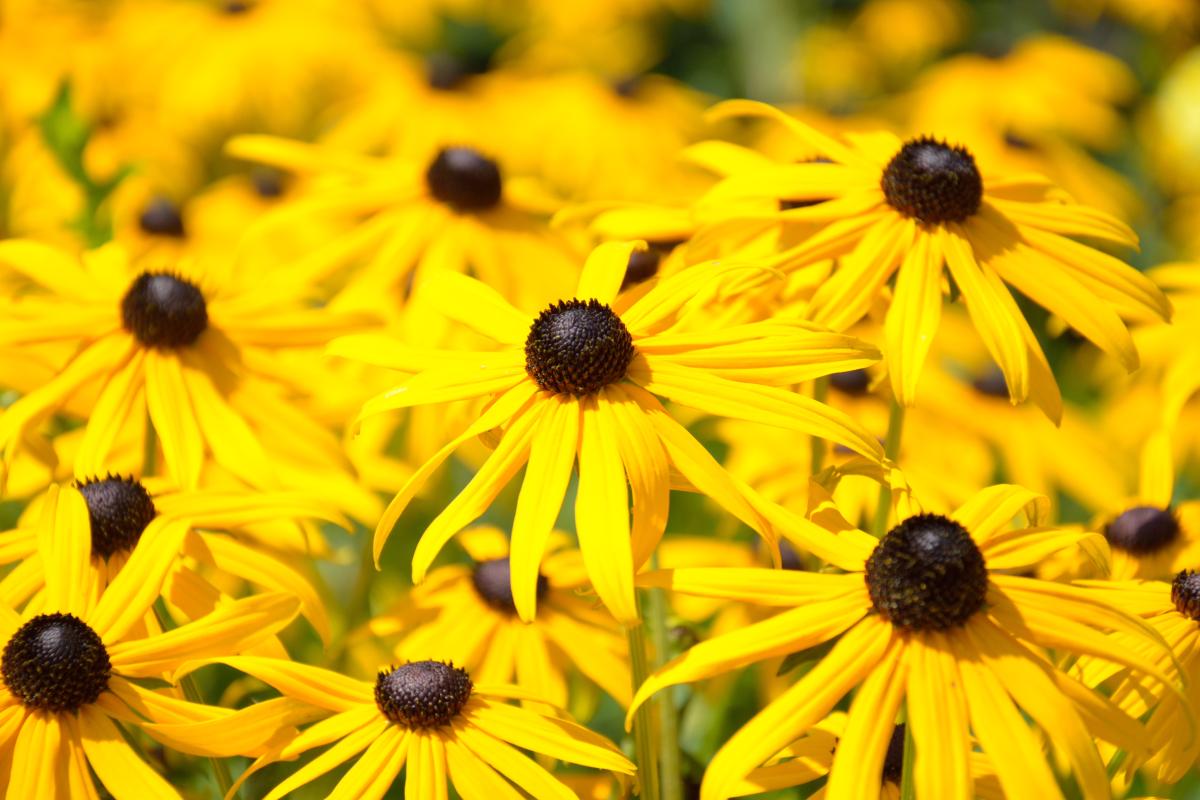 Da giugno all'autunno: ecco i fiori perenni