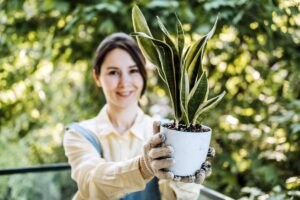 La Sansevieria fuori in estate