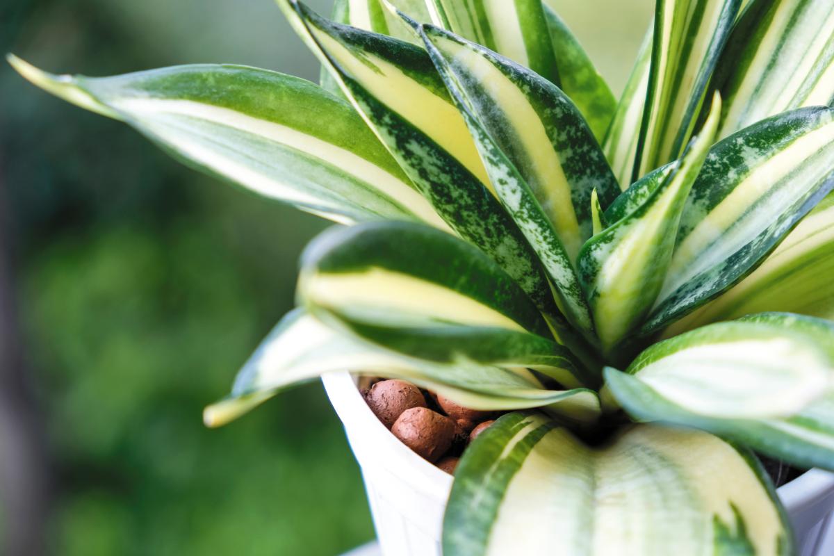 La Sansevieria outdoor