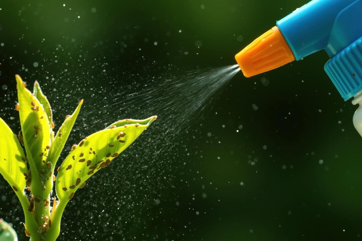 Spray anti cocciniglia