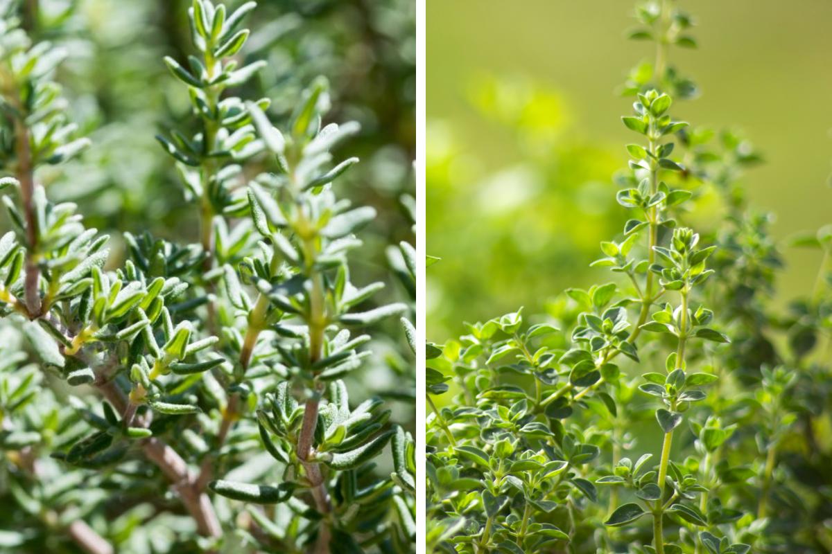 5 piante aromatiche sul balcone in pieno sole