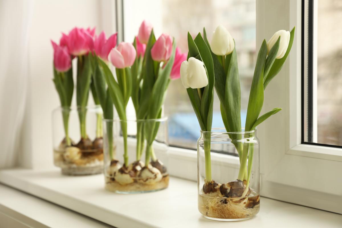 Come curare il tulipani