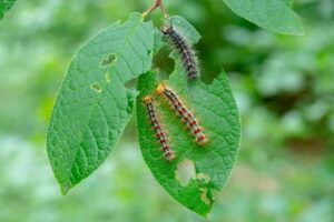 rimedio naturale per foglie divorate dai bruchi