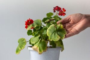 gerani con foglie gialle soluzioni