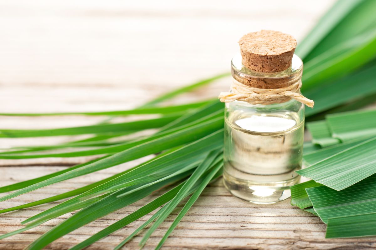 dove mettere la citronella come antizanzare