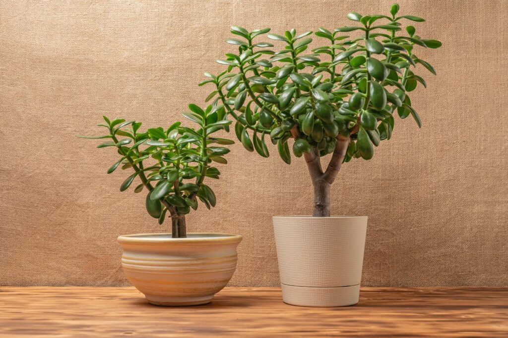 albero di giada al caldo soluzioni