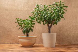 albero di giada al caldo soluzioni