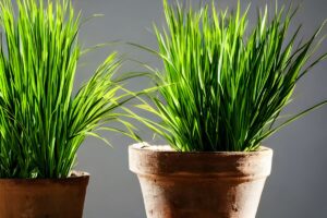 citronella antizanzare