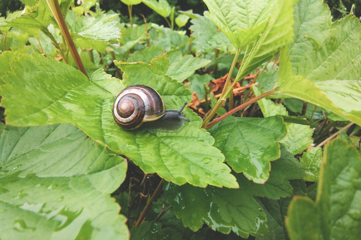 metodi naturali per evitare le lumache