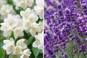 eliminare gli odori con piante profumate