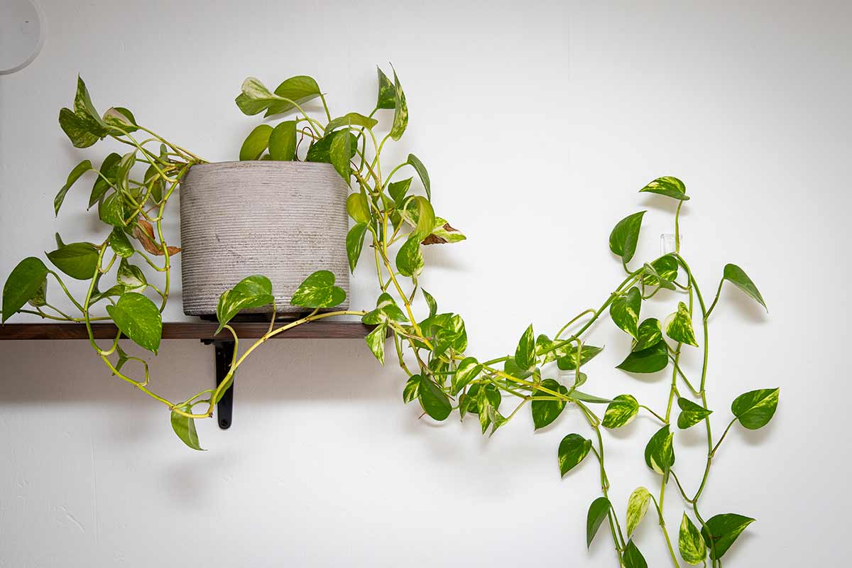 Pothos: come quando si rinvasa