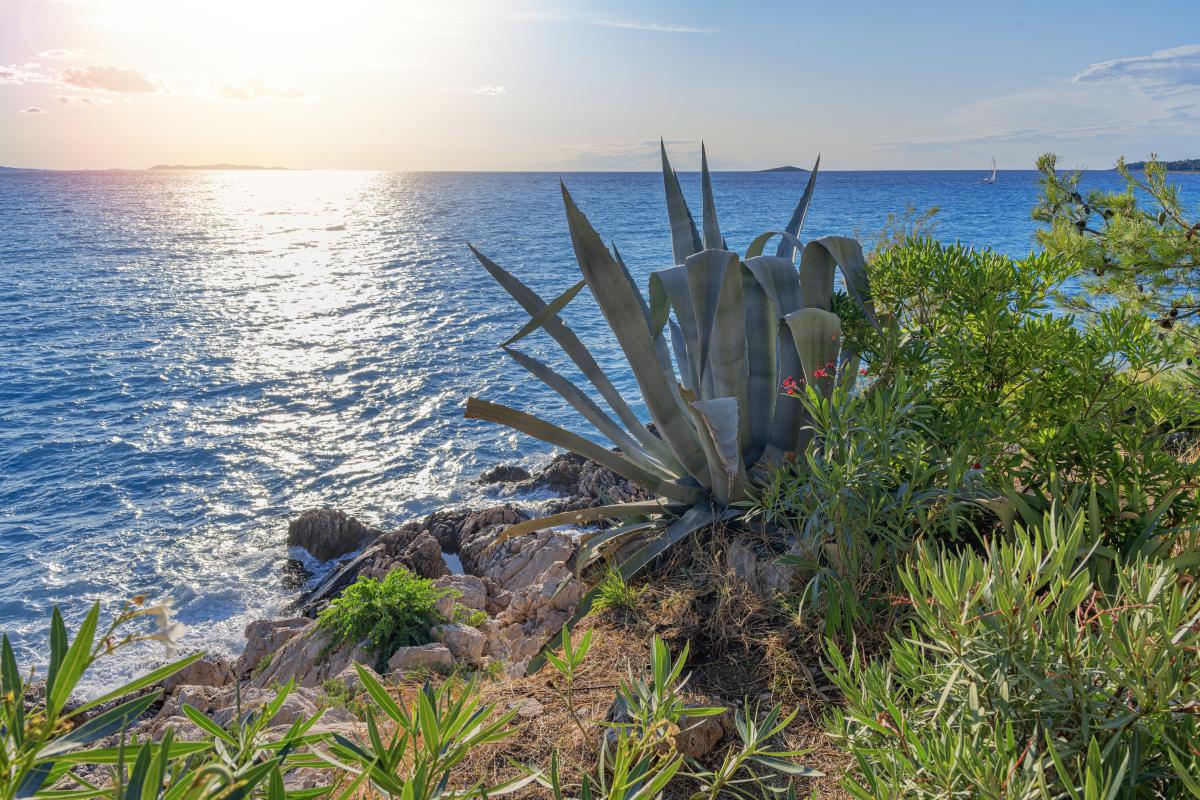 Piante che amano il mare