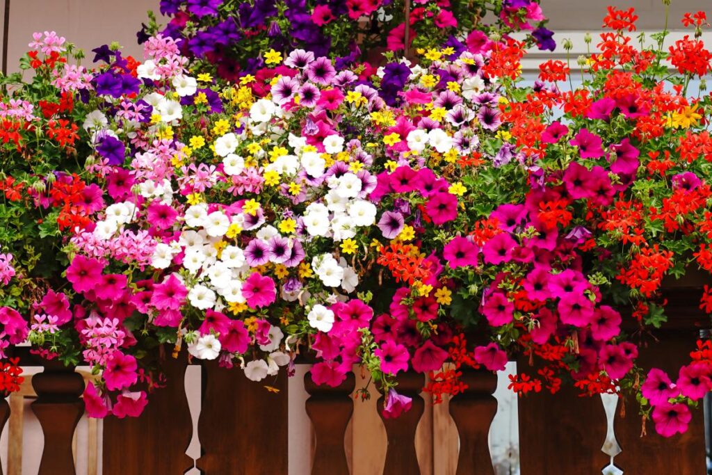 I fiori pendenti che colorano il balcone